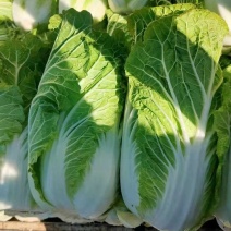 白菜大量供应、质量保证、支持各种包装、欢迎采购11111