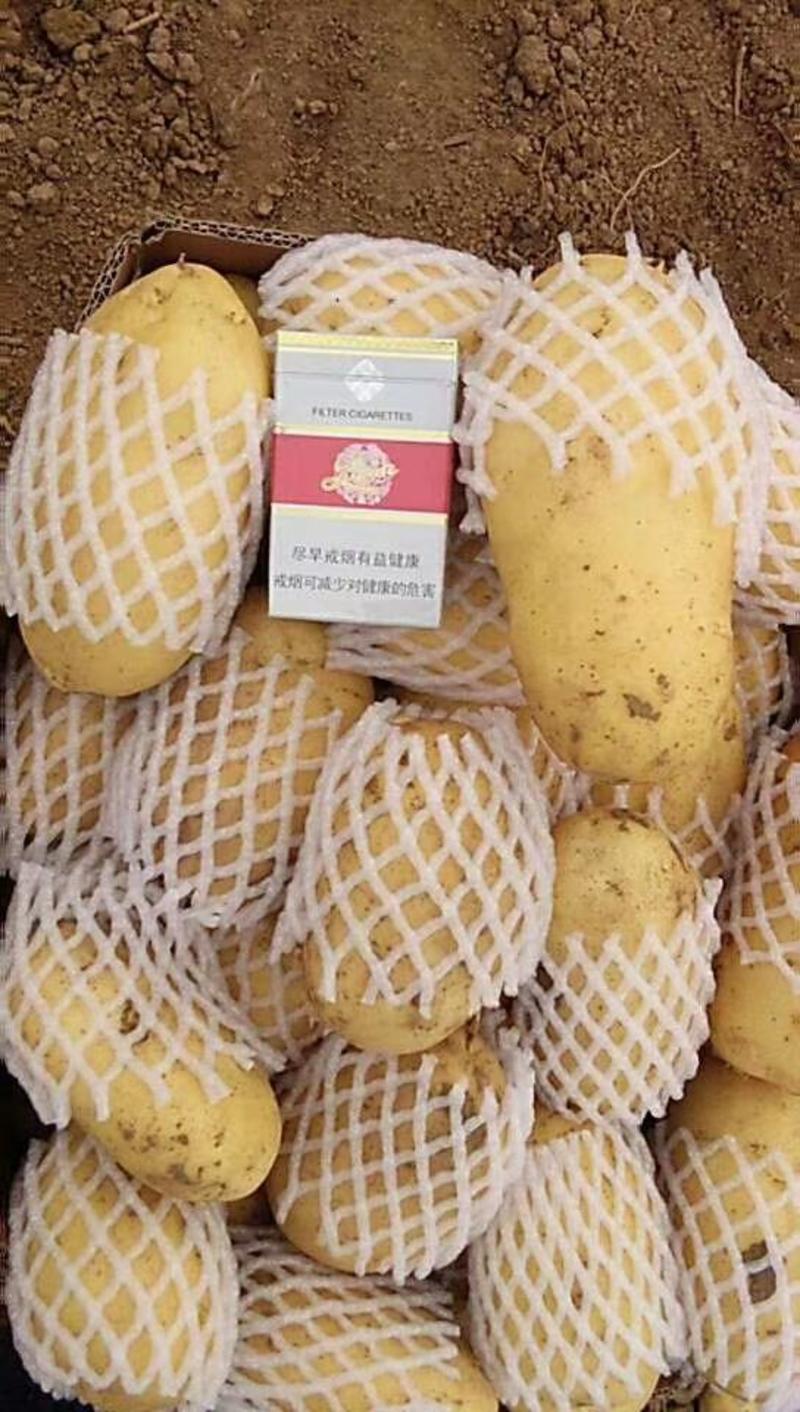 《精品》荷兰十五土豆大量上市无青头无虫眼黄皮黄心全国发货