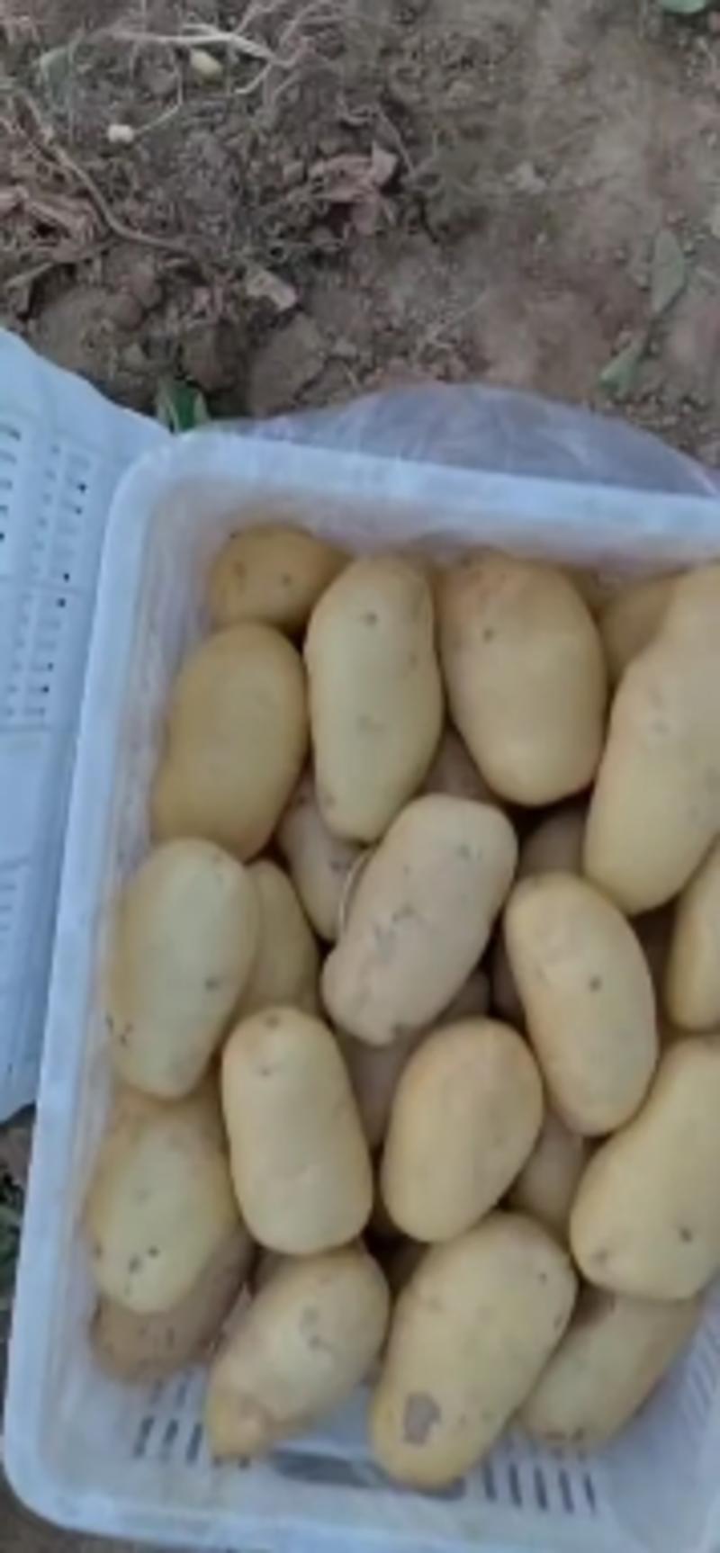 《精品》荷兰十五土豆大量上市无青头无虫眼黄皮黄心全国发货