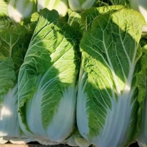 白菜大量供应、质量保证、支持各种包装、欢迎采购