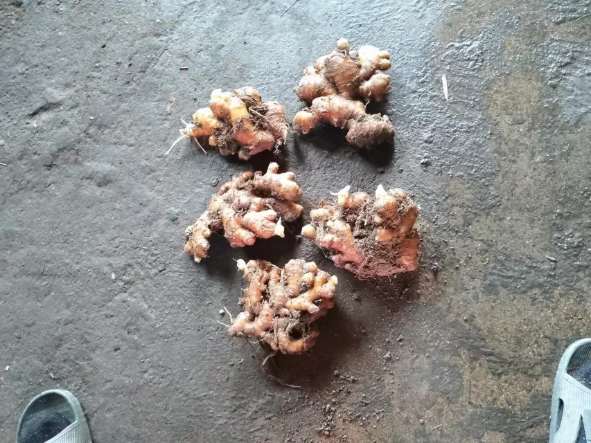 清洗前后对比图：左侧为带泥嫩生姜，右侧为经四步法清洗后的洁净嫩生姜