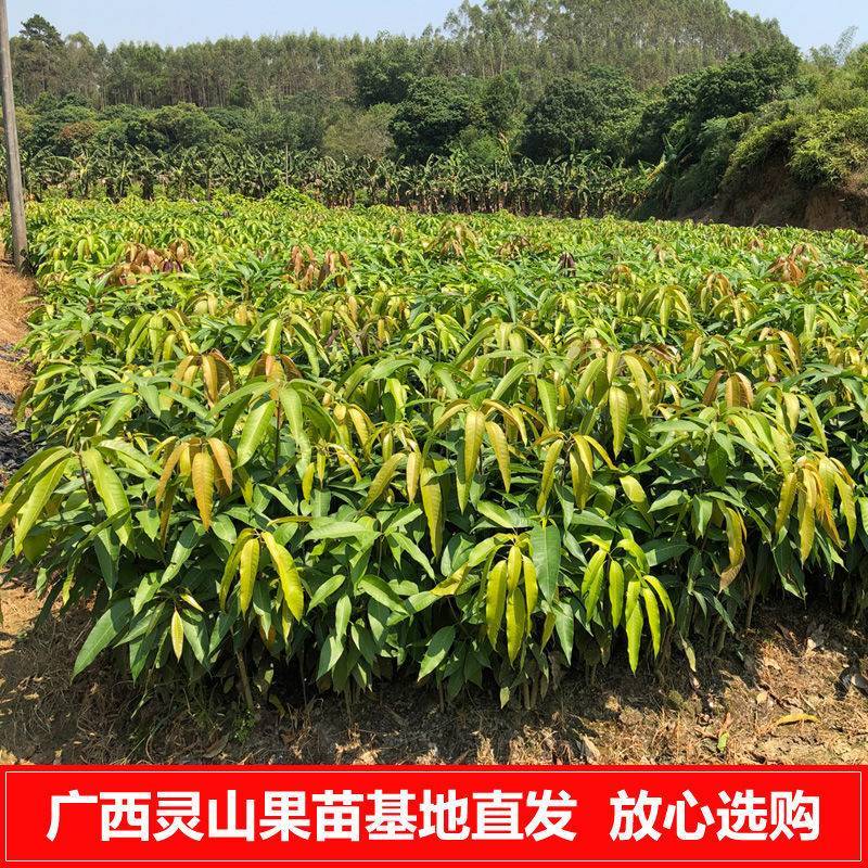 各种芒果苗，台农，象牙，桂七，凯特，金煌，红贵妃，四季密