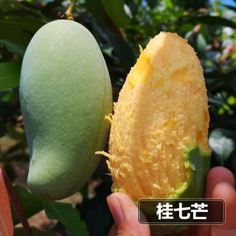 各种芒果苗，台农，象牙，桂七，凯特，金煌，红贵妃，四季密