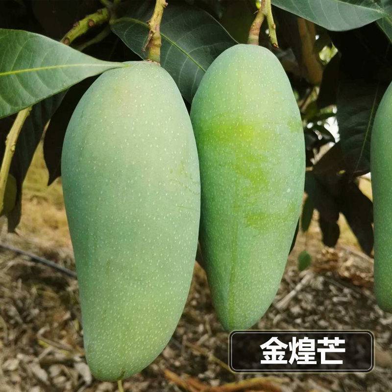 各种芒果苗，台农，象牙，桂七，凯特，金煌，红贵妃，四季密