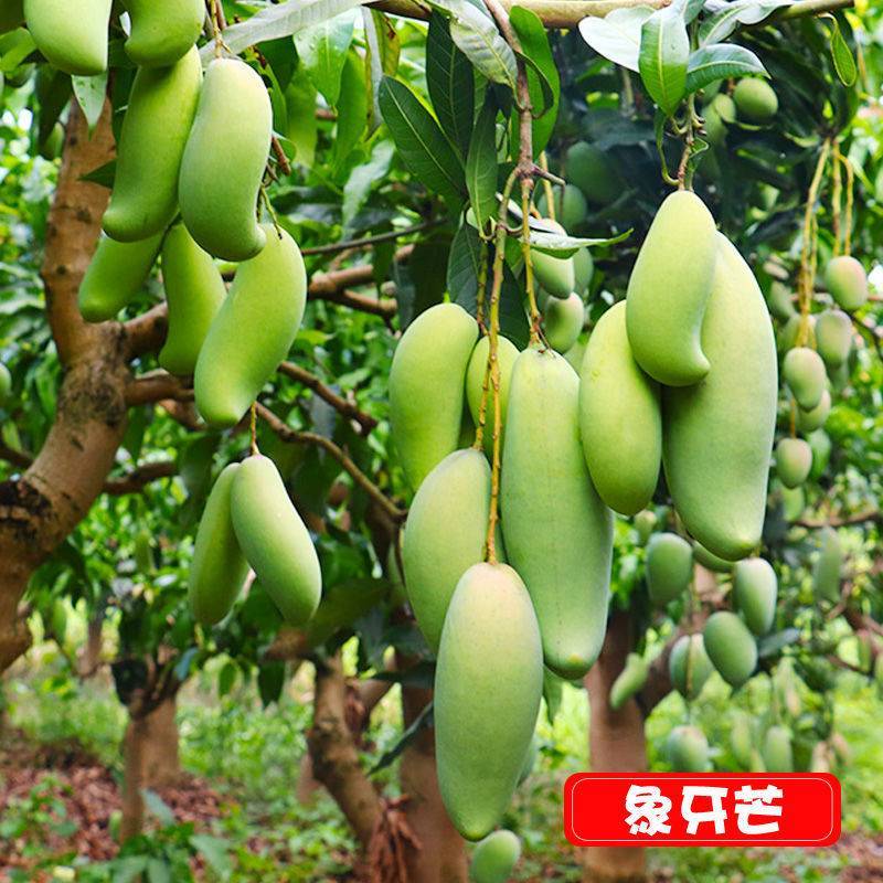 各种芒果苗，台农，象牙，桂七，凯特，金煌，红贵妃，四季密