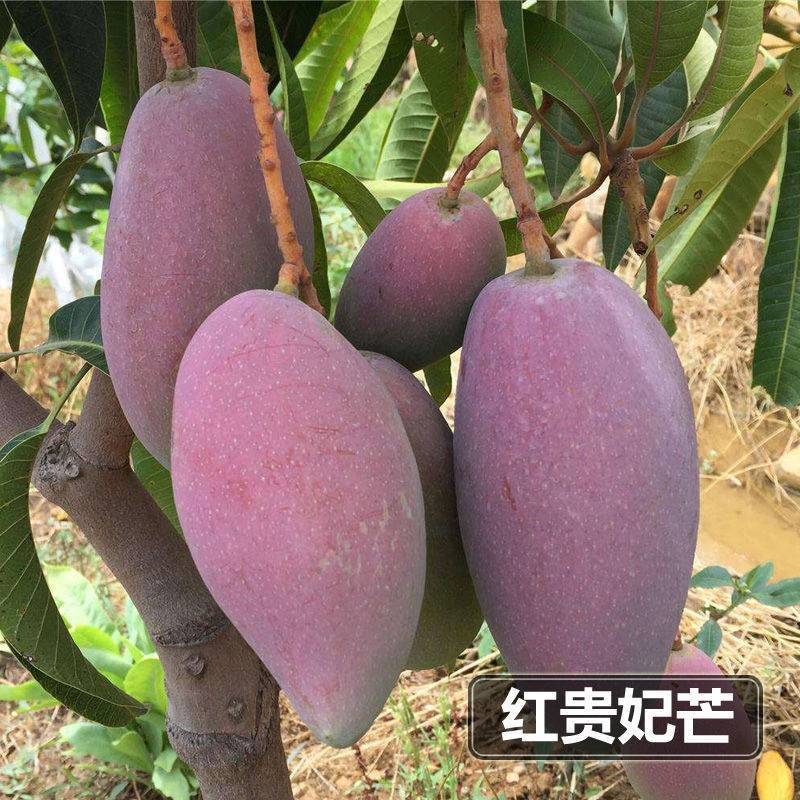 各种芒果苗，台农，象牙，桂七，凯特，金煌，红贵妃，四季密