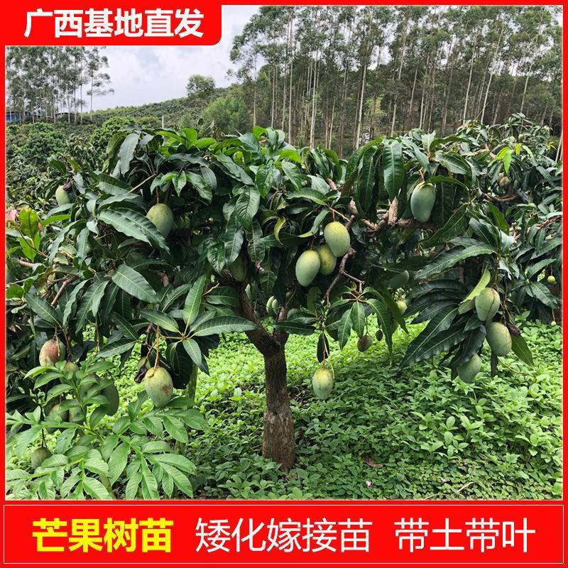各种芒果苗，台农，象牙，桂七，凯特，金煌，红贵妃，四季密