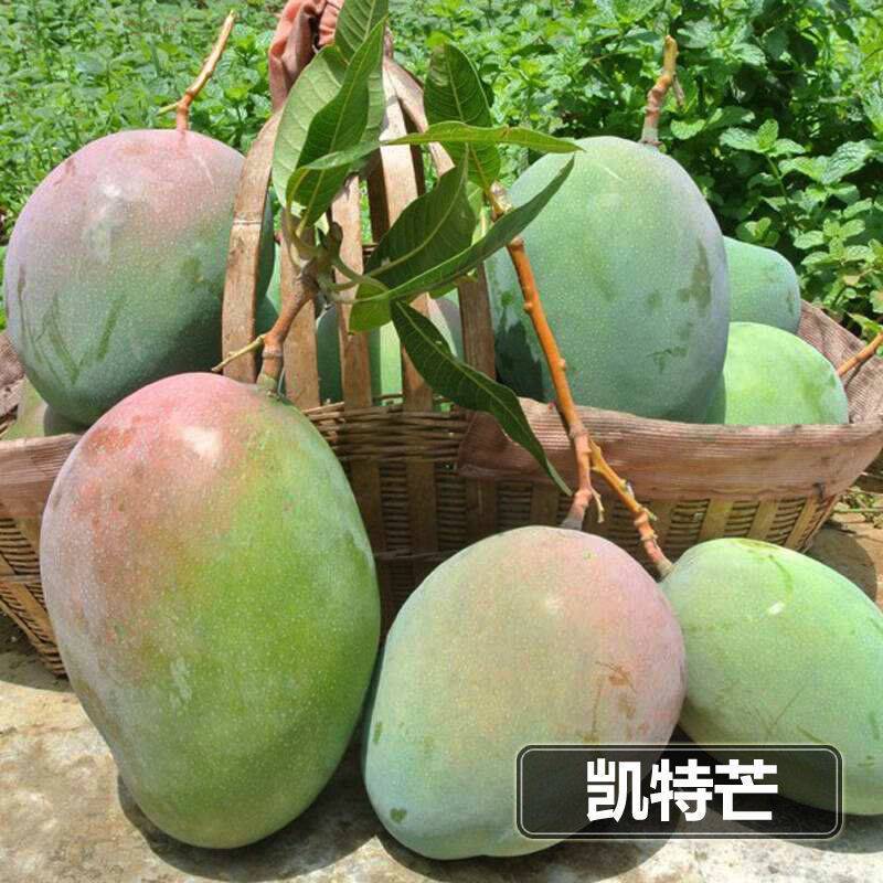 各种芒果苗，台农，象牙，桂七，凯特，金煌，红贵妃，四季密