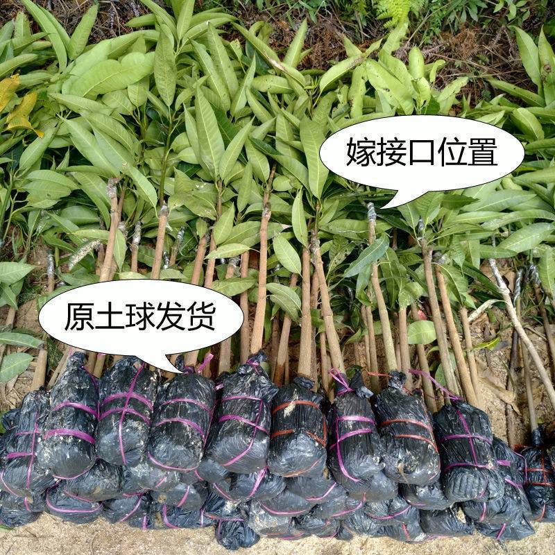 各种芒果苗，台农，象牙，桂七，凯特，金煌，红贵妃，四季密