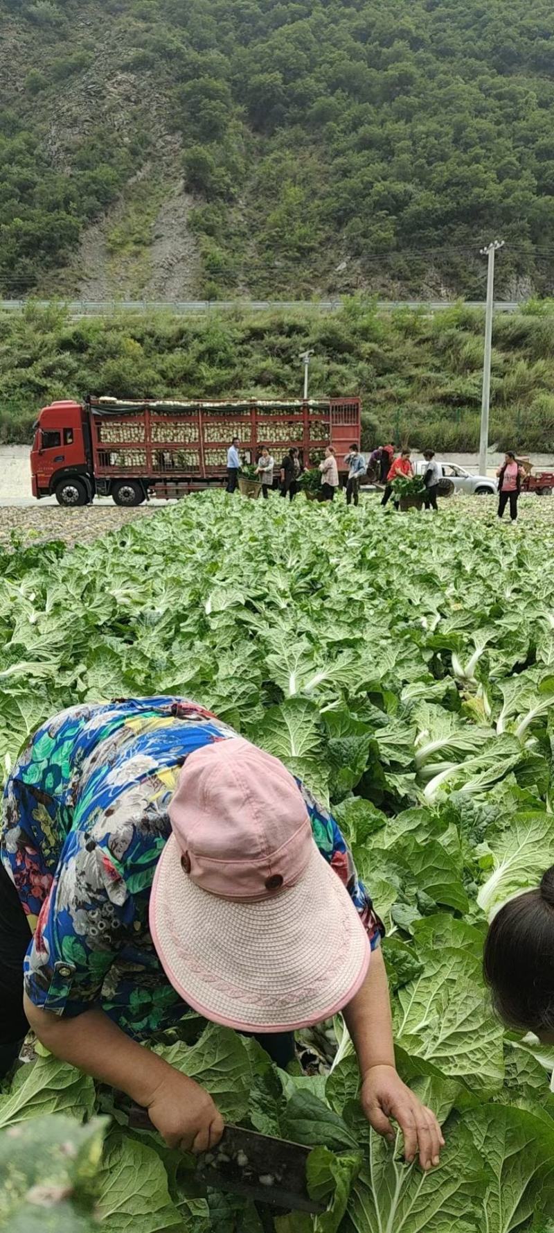 阿坝州，黄心大白菜现在大量市，有需要的老板可以来现场考察