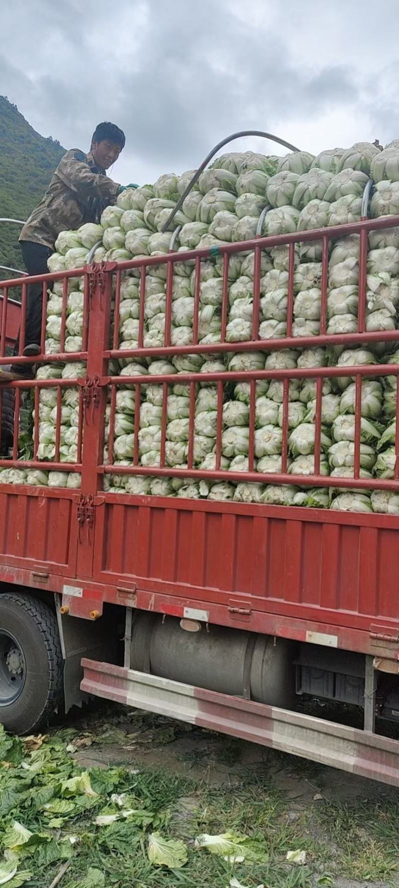 阿坝州，黄心大白菜现在大量市，有需要的老板可以来现场考察