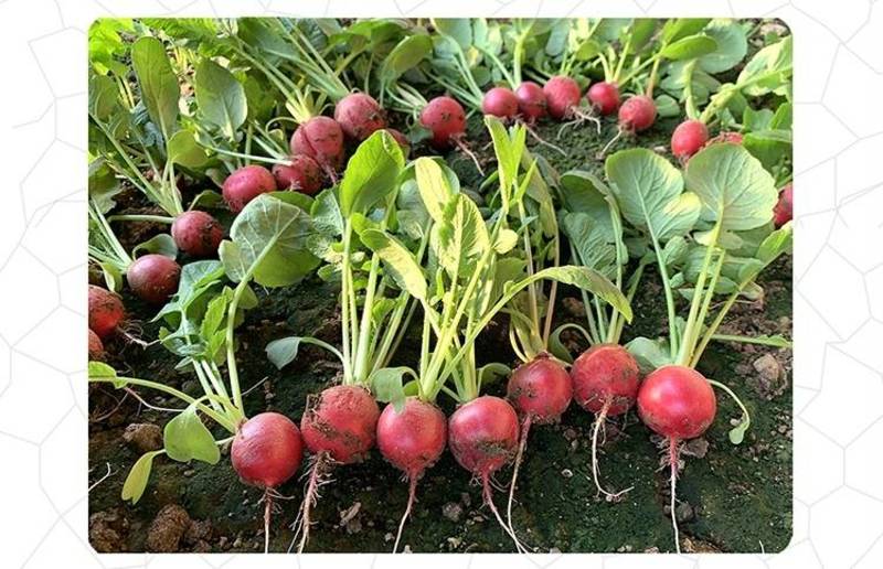 樱桃萝卜种子艾丽啥高端杂交小颗水果樱桃萝卜基地专用