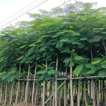 大量凤凰木5.6.7.8.910分出售