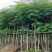 大量凤凰木5.6.7.8.910分出售