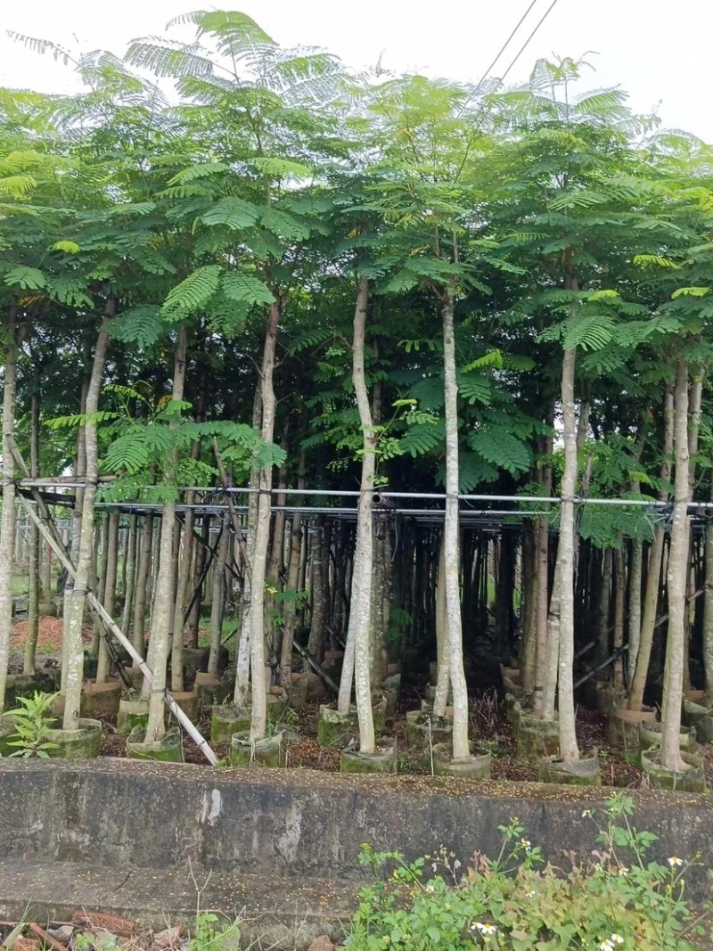 大量凤凰木5.6.7.8.910分出售