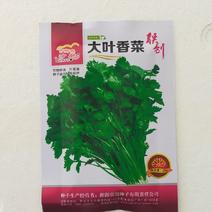大叶香菜种子叶片大直立抗病香味十分浓厚45天春夏秋可种植