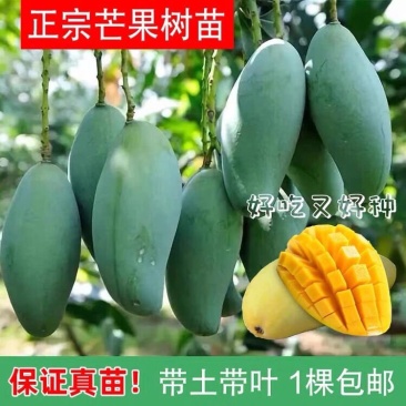 各种芒果苗，台农，象牙，桂七，凯特，金煌，红贵妃，四季密