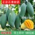 各种芒果苗，台农，象牙，桂七，凯特，金煌，红贵妃，四季密