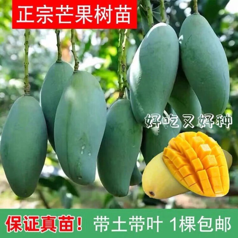 各种芒果苗，台农，象牙，桂七，凯特，金煌，红贵妃，四季密