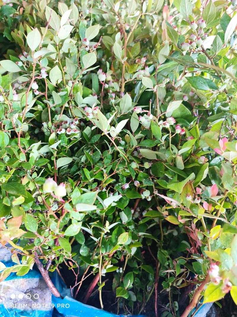 蓝莓苗兔眼薄雾奥尼尔南方北方种植庭院四季盆栽蓝梅苗