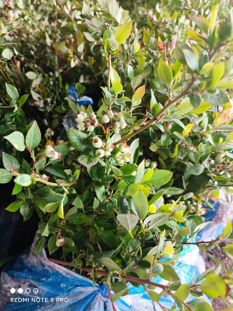 蓝莓苗兔眼薄雾奥尼尔南方北方种植庭院四季盆栽蓝梅苗