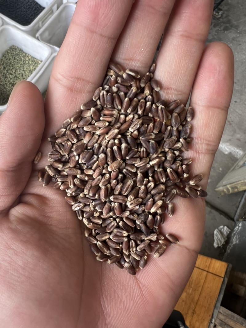 黑小麦食品加工原料磨面小麦米五谷杂粮袋装50斤