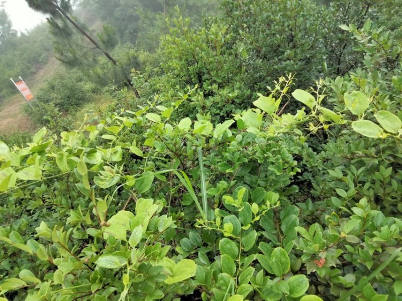 野生金刚藤，金刚藤茎块