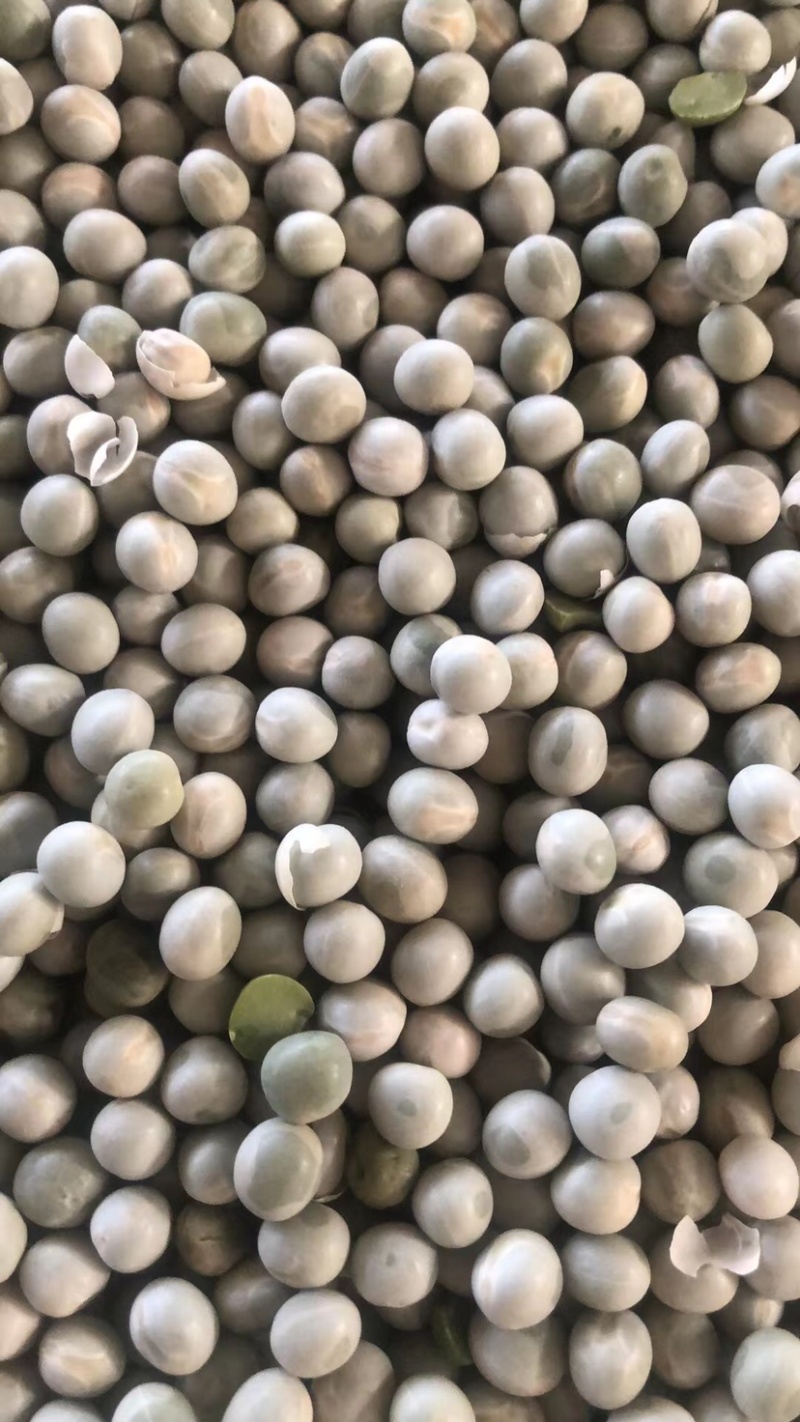 加拿大进口二号绿豌豆炒货水发食品级