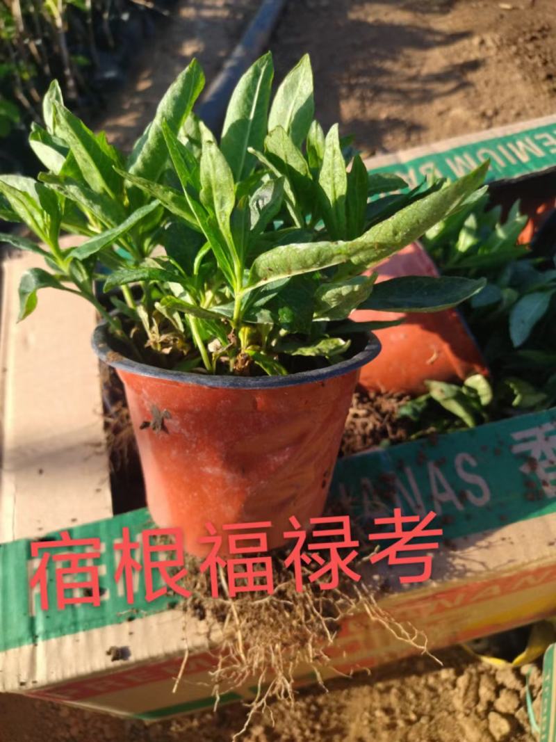 大量出售五叶地锦，宿根福禄考叶面好多芽价格低