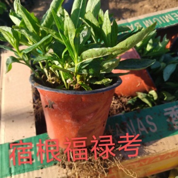 大量出售五叶地锦，宿根福禄考叶面好多芽价格低