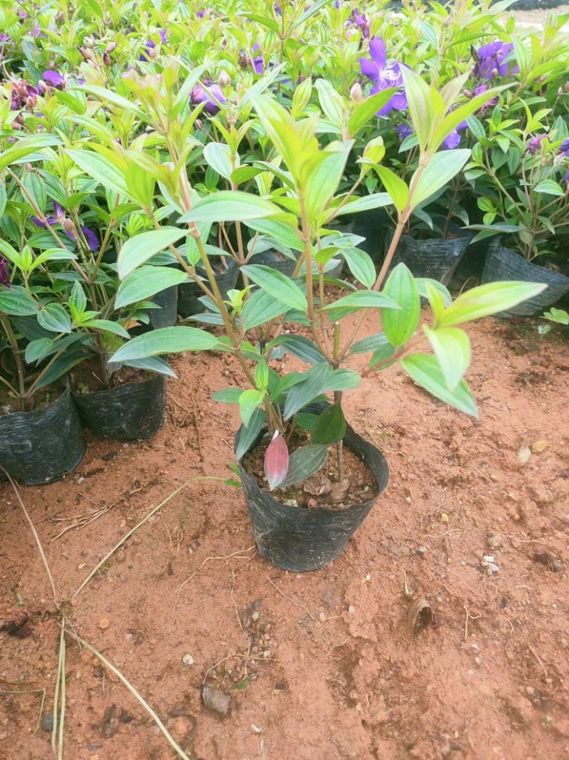 七斤袋巴西野牡丹大量出售