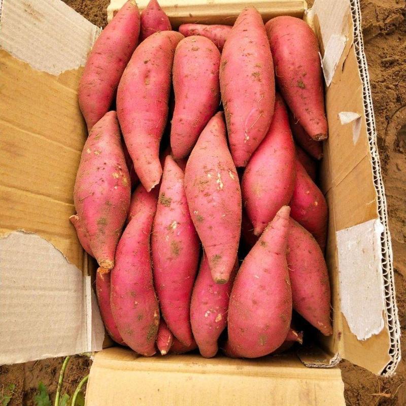 红薯苗【基地育苗】紫薯苗红薯苗地瓜苗龙九年济薯苗