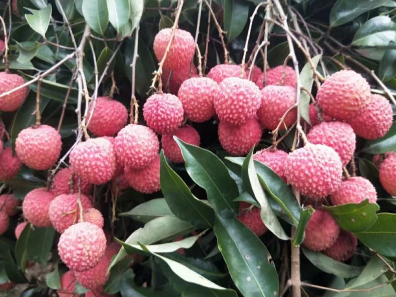 荔枝，桂味