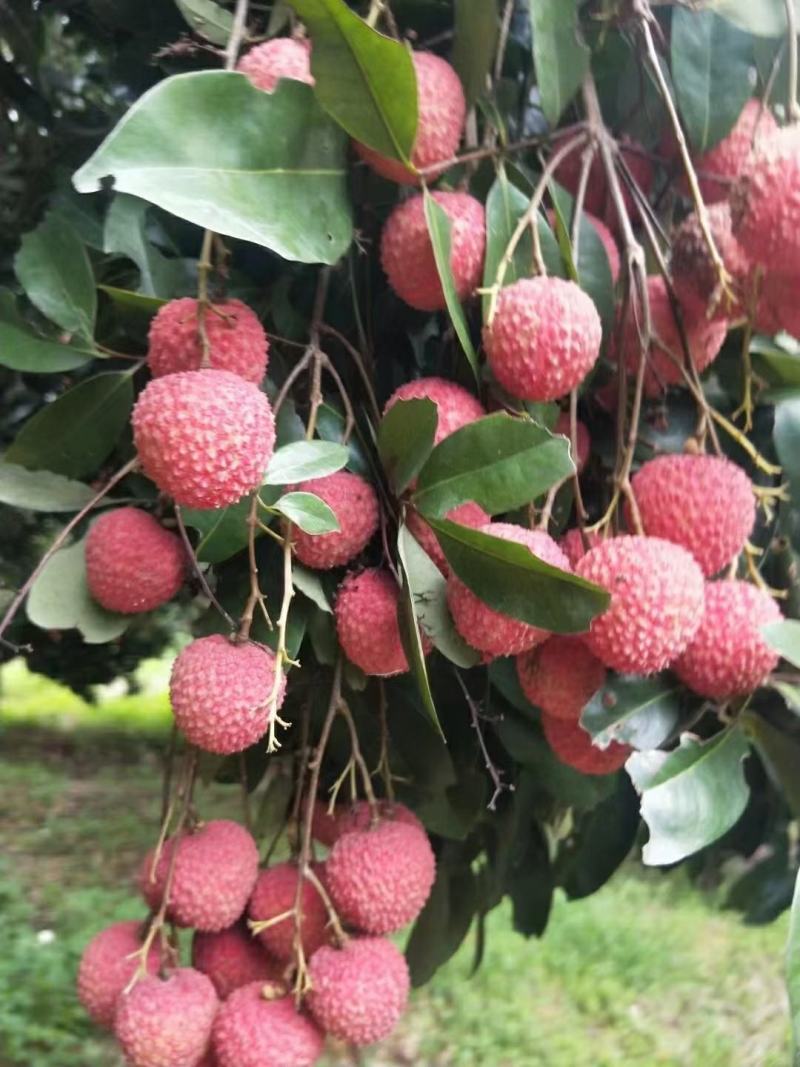 荔枝，桂味