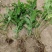 菊花脑苗菊花叶苗药食兼用绿植盆栽基地供苗保湿邮寄