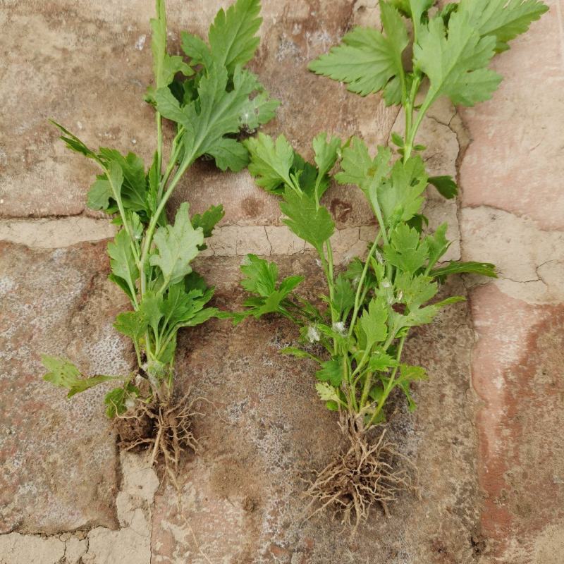 菊花脑苗菊花叶苗药食兼用绿植盆栽基地供苗保湿邮寄