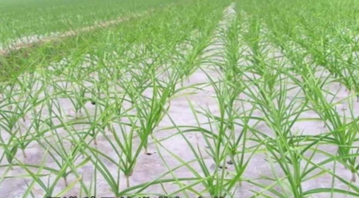 城市阳台多元蒜苗种植实验田:展示家庭场景下因地制宜的种植智慧,容器多样化、管理个性化,体现‘种蒜苗’的普适性与创造性,画面充满生活实验感与蓬勃生命力 俯拍视角的阳台蒜苗园:五个不同材质容器(陶盆、塑料箱、旧铁桶、藤编篮、水泥花槽)错落摆放,每容器内蒜苗长势各异但整体青翠茂盛,部分容器边缘可见手写标签牌(标注“1月15日种”“水培组”“加蚯蚓粪”等字样),地面散落几片自然脱落的蒜叶
