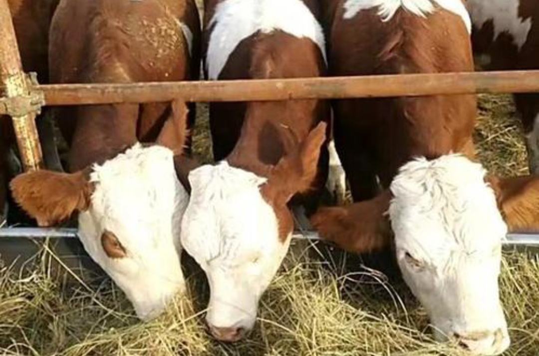 西门塔尔小牛与母牛在牧场互动