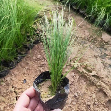 观赏草针茅草耐旱风趣多年生线条优美观赏