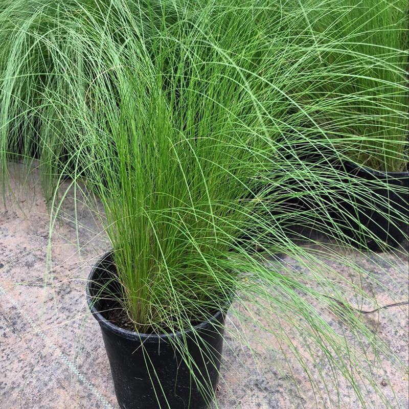 观赏草针茅草耐旱风趣多年生线条优美观赏