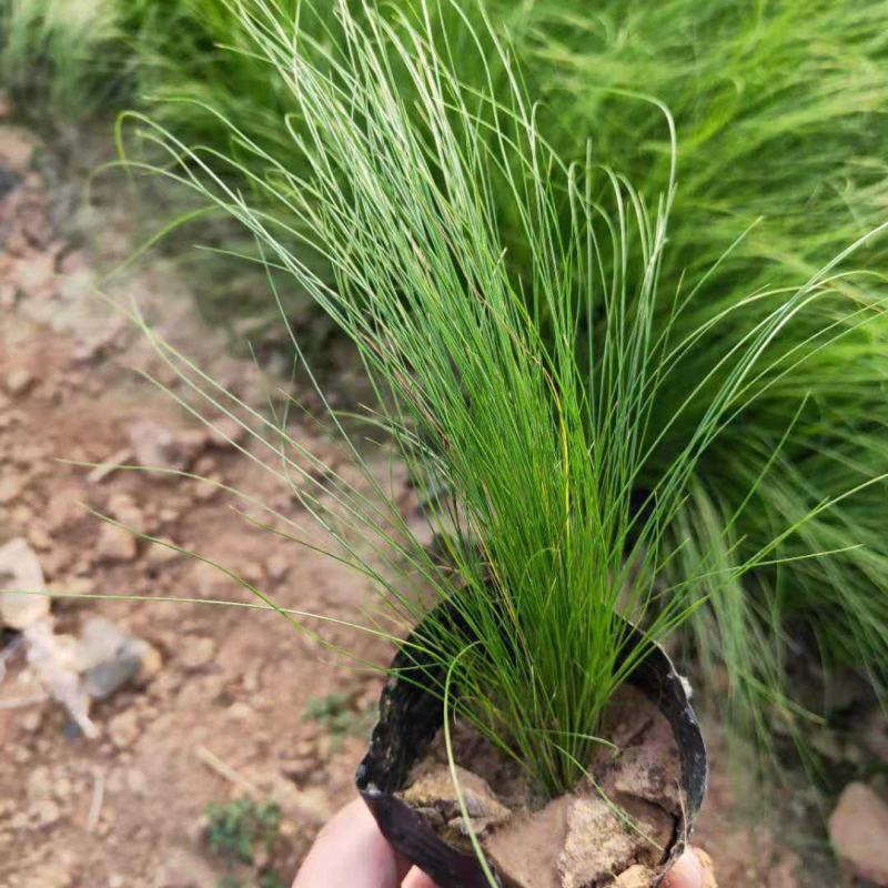 观赏草针茅草耐旱风趣多年生线条优美观赏