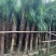 美丽针葵各种规格基地大量现货供应，欢迎各位客户咨询