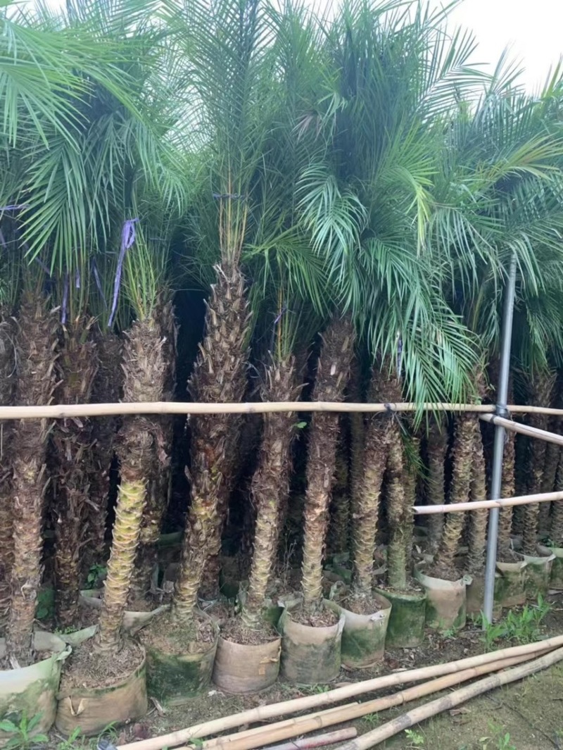 美丽针葵各种规格基地大量现货供应，欢迎各位客户咨询