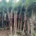 美丽针葵各种规格基地大量现货供应，欢迎各位客户咨询