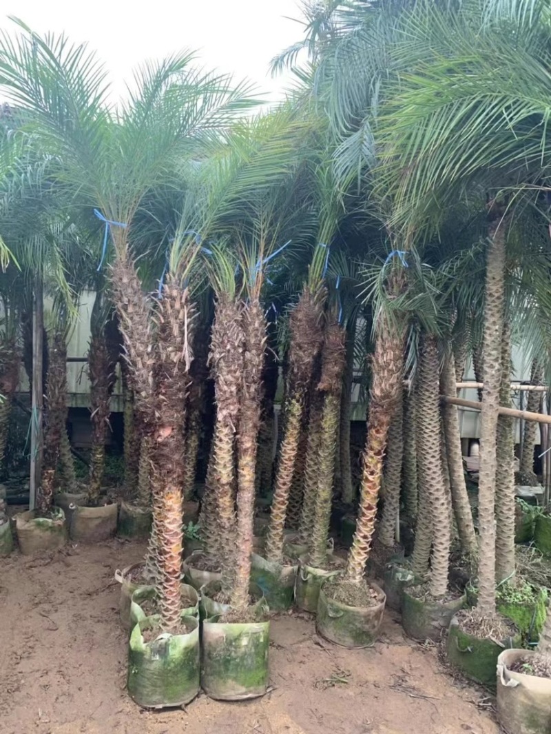 美丽针葵各种规格基地大量现货供应，欢迎各位客户咨询