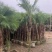美丽针葵各种规格基地大量现货供应，欢迎各位客户咨询