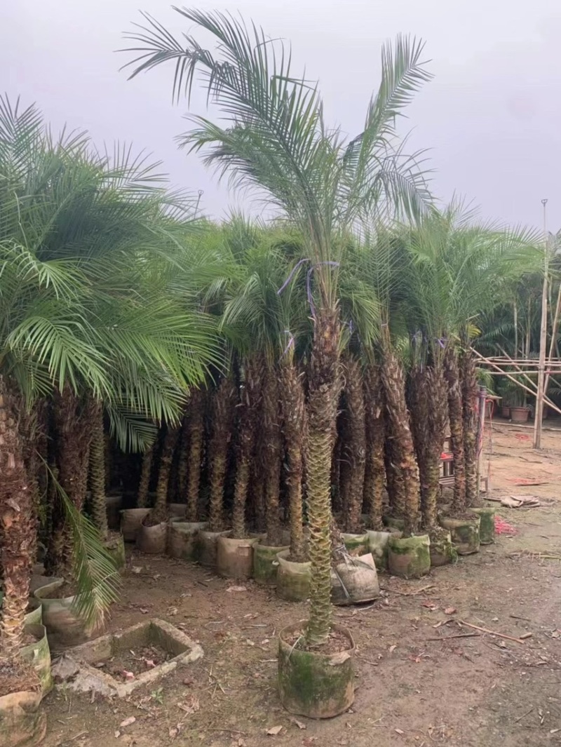 美丽针葵各种规格基地大量现货供应，欢迎各位客户咨询