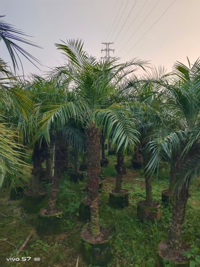 美丽针葵各种规格基地大量现货供应，欢迎各位客户咨询