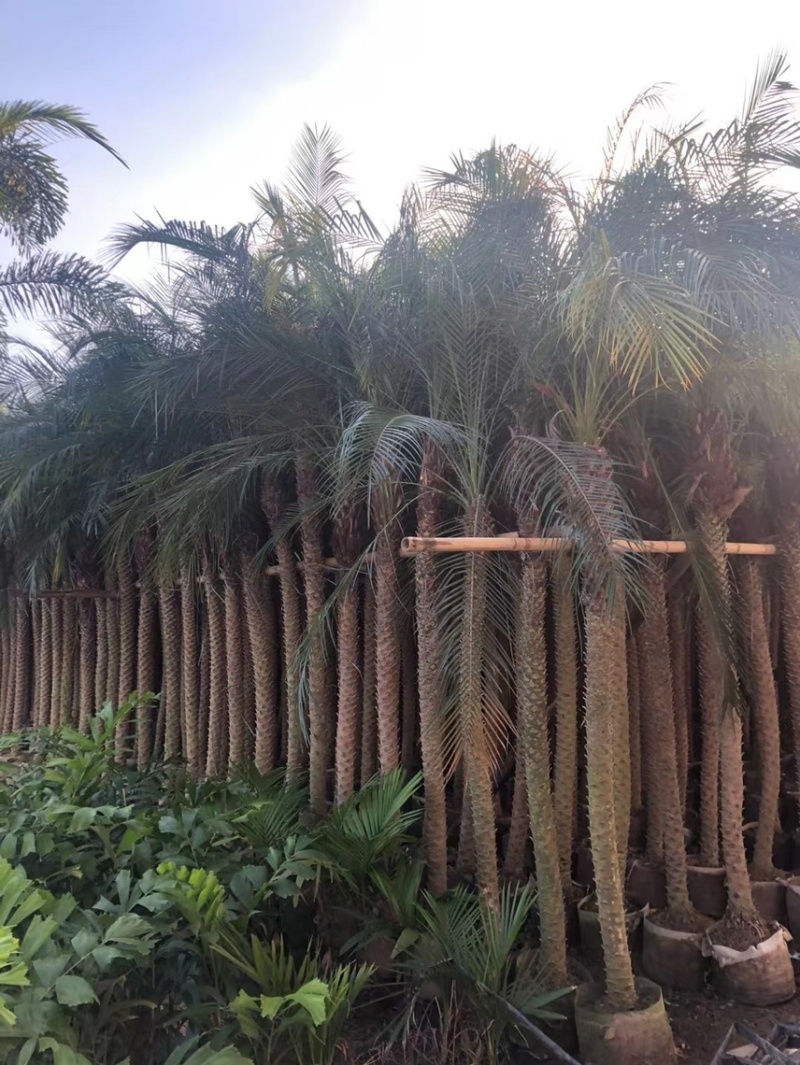美丽针葵各种规格基地大量现货供应，欢迎各位客户咨询