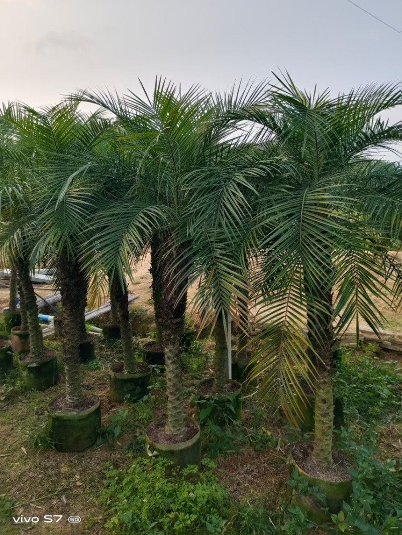 美丽针葵各种规格基地大量现货供应，欢迎各位客户咨询